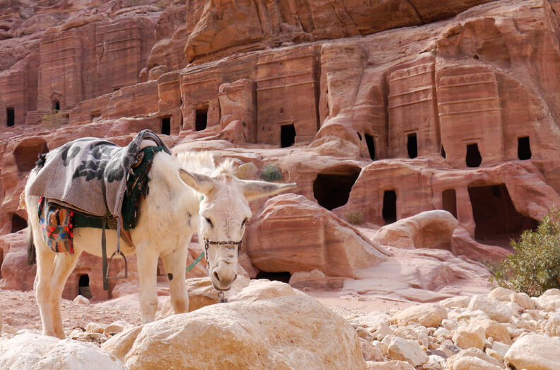 Donkey in Petra Jordan